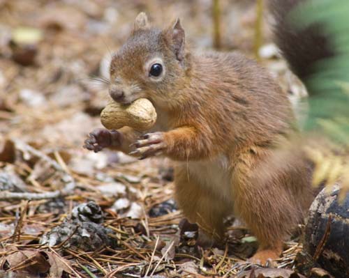 Red Squirrel 01